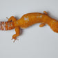 Female White Spot Mandarin Inferno Tangerine Tremper Albino Carrot Tail Leopard Gecko