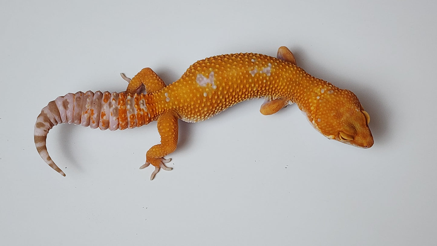 Female White Spot Mandarin Inferno Tangerine Tremper Albino Carrot Tail Leopard Gecko