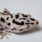 Female Extreme Hyper Xanthic Bold Stripe Halloween Mask Leopard Gecko