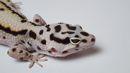Female Extreme Hyper Xanthic Bold Stripe Halloween Mask Leopard Gecko