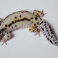Female Extreme Hyper Xanthic Bold Stripe Halloween Mask Leopard Gecko