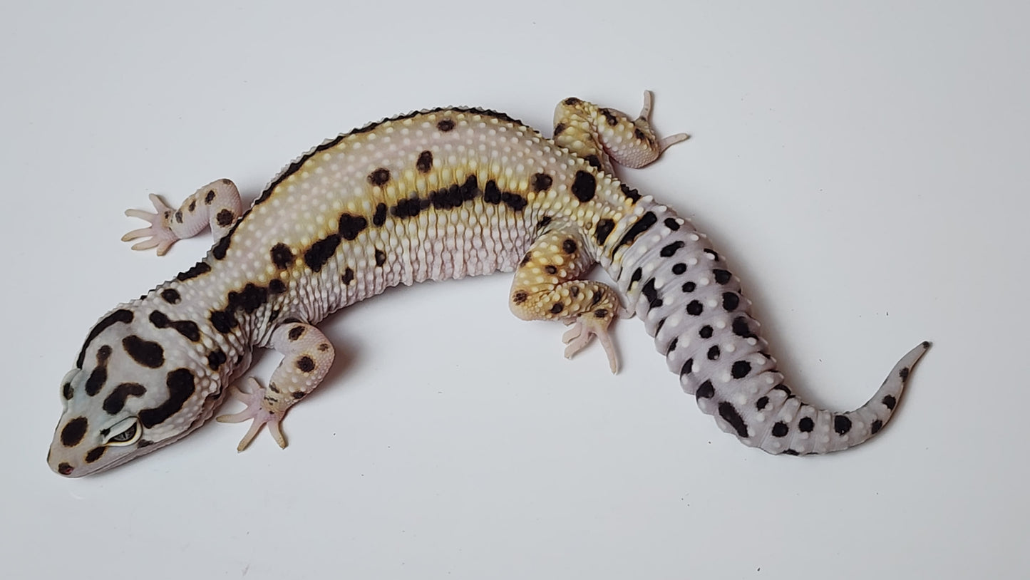 Female Extreme Hyper Xanthic Bold Stripe Halloween Mask Leopard Gecko