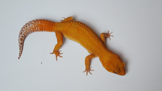 Female Super hypo Mandarin Inferno Tangerine Tremper Albino Carrot Tail Leopard Gecko
