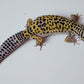 Male Pure Fasciolatus Leopard Gecko