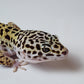 Male Pure Fasciolatus Leopard Gecko