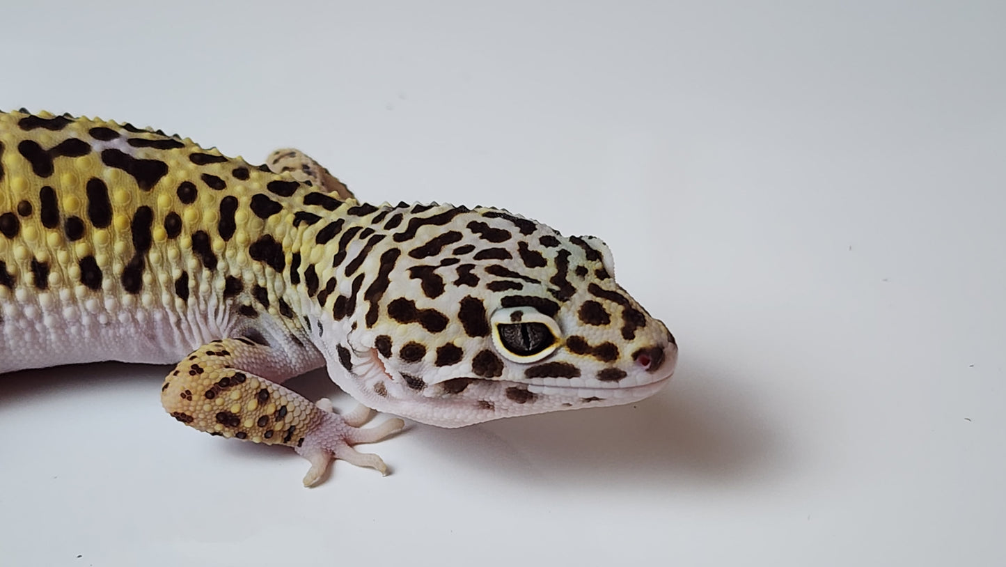 Male Pure Fasciolatus Leopard Gecko
