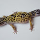 Male Pure Fasciolatus Leopard Gecko