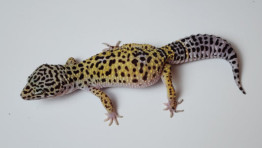 Male Pure Fasciolatus Leopard Gecko