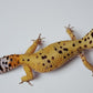 Female Inferno Tangerine Bold Bandit Carrot Tail Leopard Gecko