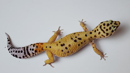 Female Inferno Tangerine Bold Bandit Carrot Tail Leopard Gecko