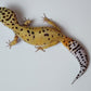Female Inferno Tangerine Bold Bandit Carrot Tail Leopard Gecko