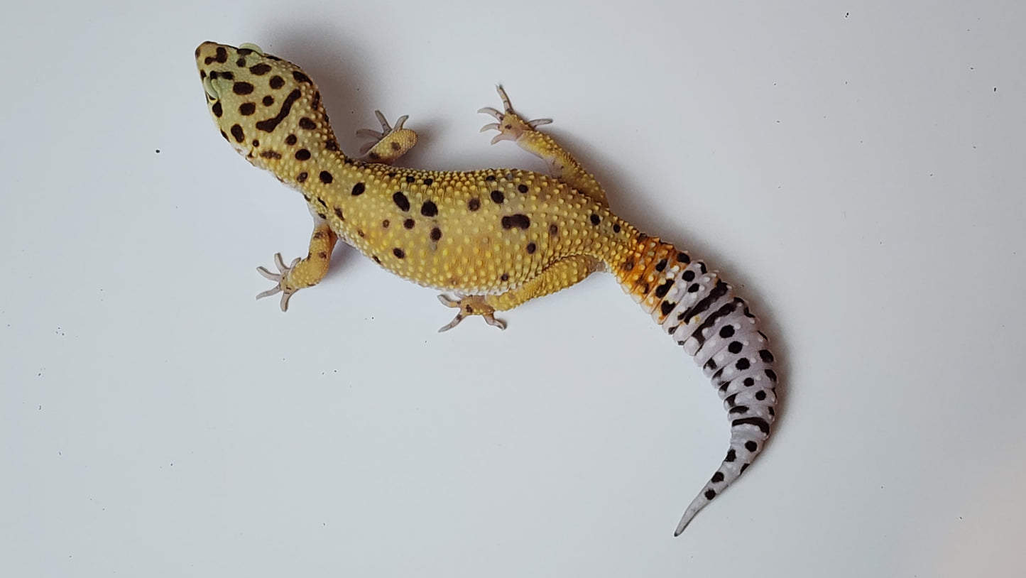Female Inferno Tangerine Bold Bandit Carrot Tail Leopard Gecko