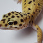 Female Inferno Tangerine Bold Bandit Carrot Tail Leopard Gecko
