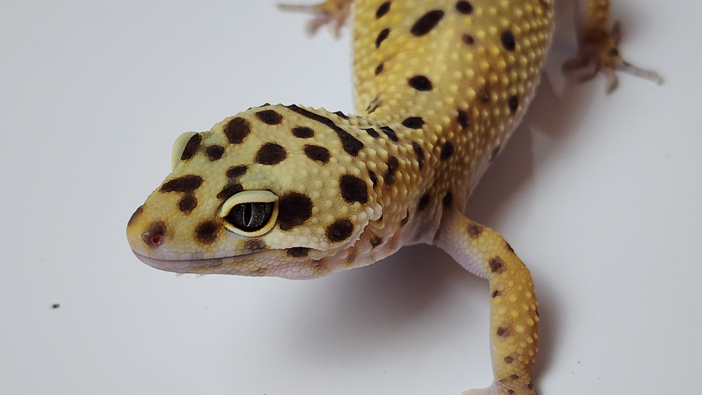 Female Inferno Tangerine Bold Bandit Carrot Tail Leopard Gecko