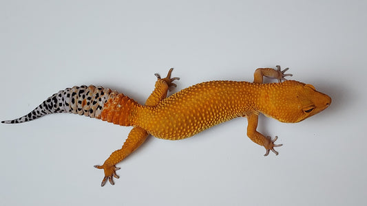 Female Super hypo Mandarin Inferno Tangerine Carrot Tail Leopard Gecko