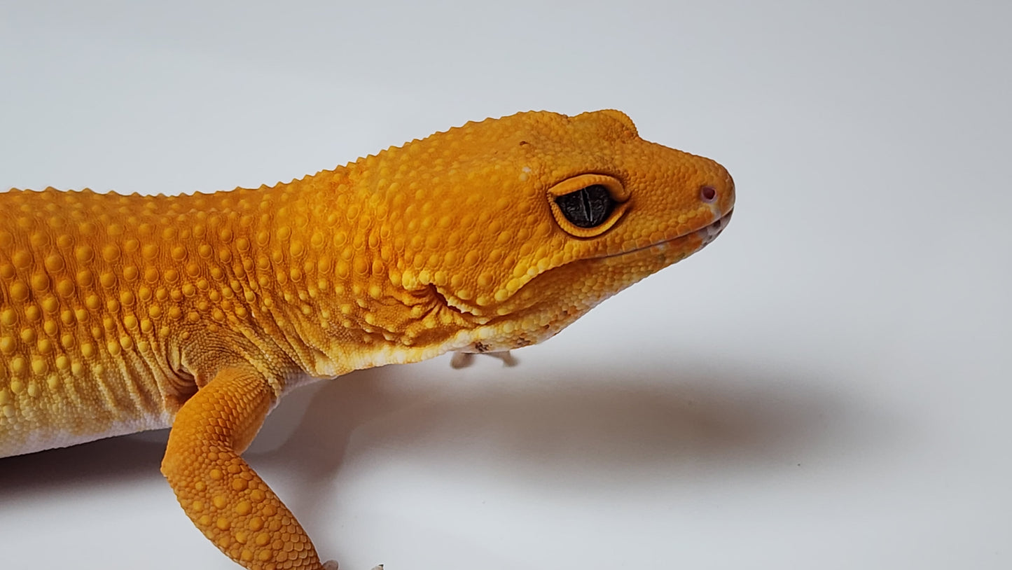 Female Super hypo Mandarin Inferno Tangerine Carrot Tail Leopard Gecko