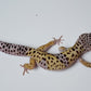 Male Fasciolatus Turcmenicus Cross Leopard Gecko