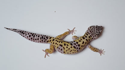 Male Fasciolatus Turcmenicus Cross Leopard Gecko