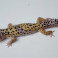 Male Fasciolatus Turcmenicus Cross Leopard Gecko