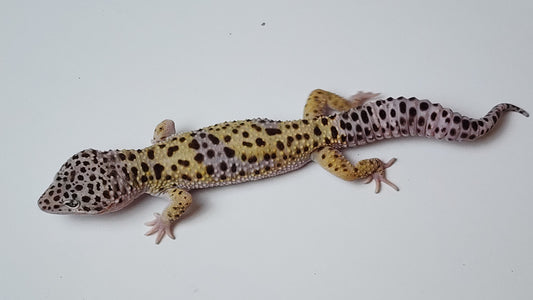 Male Fasciolatus Turcmenicus Cross Leopard Gecko