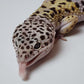 Male Fasciolatus Turcmenicus Cross Leopard Gecko