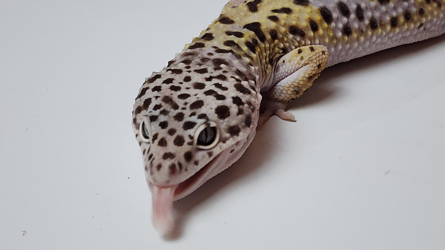 Male Fasciolatus Turcmenicus Cross Leopard Gecko