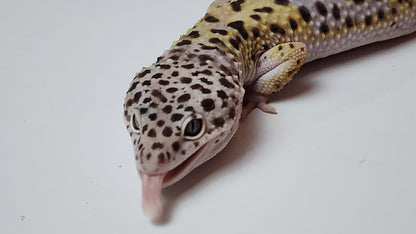 Male Fasciolatus Turcmenicus Cross Leopard Gecko