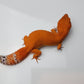 Female Deep Orange Mandarin Inferno Tangerine Carrot Tail Leopard Gecko