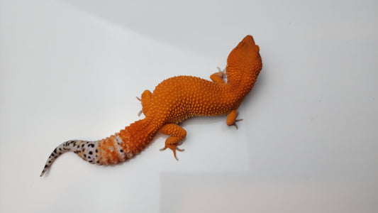 Female Deep Orange Mandarin Inferno Tangerine Carrot Tail Leopard Gecko