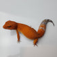Female Deep Orange Mandarin Inferno Tangerine Carrot Tail Leopard Gecko
