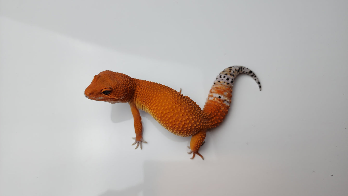 Female Deep Orange Mandarin Inferno Tangerine Carrot Tail Leopard Gecko