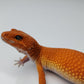 Female Deep Orange Mandarin Inferno Tangerine Carrot Tail Leopard Gecko