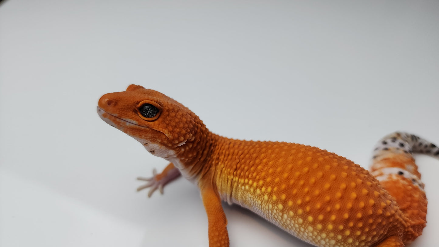 Female Deep Orange Mandarin Inferno Tangerine Carrot Tail Leopard Gecko