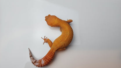 Female Mandarin Inferno Tangerine Tremper Albino Carrot Tail Leopard Gecko (Good Carrot Tail)