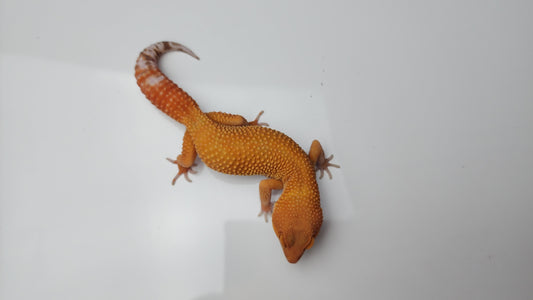 Female Mandarin Inferno Tangerine Tremper Albino Carrot Tail Leopard Gecko (Good Carrot Tail)