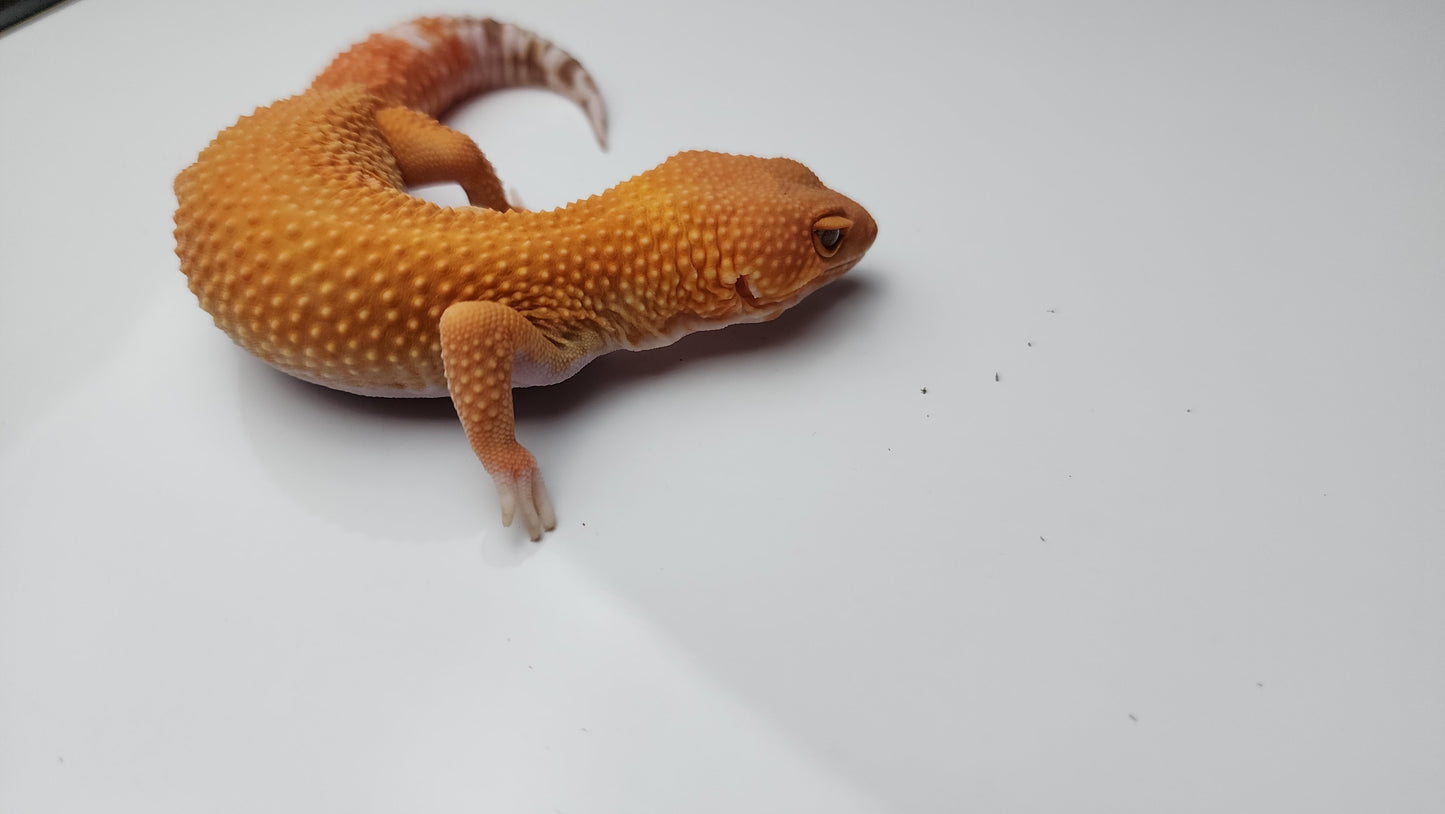 Female Mandarin Inferno Tangerine Tremper Albino Carrot Tail Leopard Gecko (Good Carrot Tail)