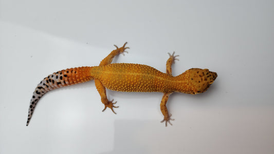 Female Mandarin Inferno Tangerine Emerine Tail Leopard Gecko