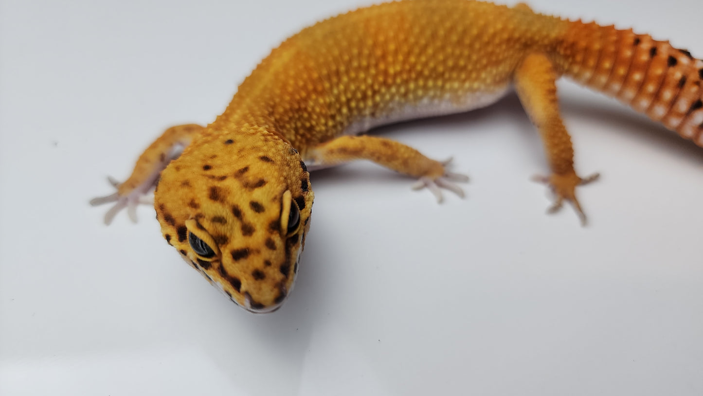 Female Mandarin Inferno Tangerine Emerine Tail Leopard Gecko