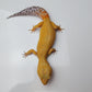 Female Super Hypo Mandarin Tangerine Bold Emerine Cross Carrot Tail Leopard Gecko