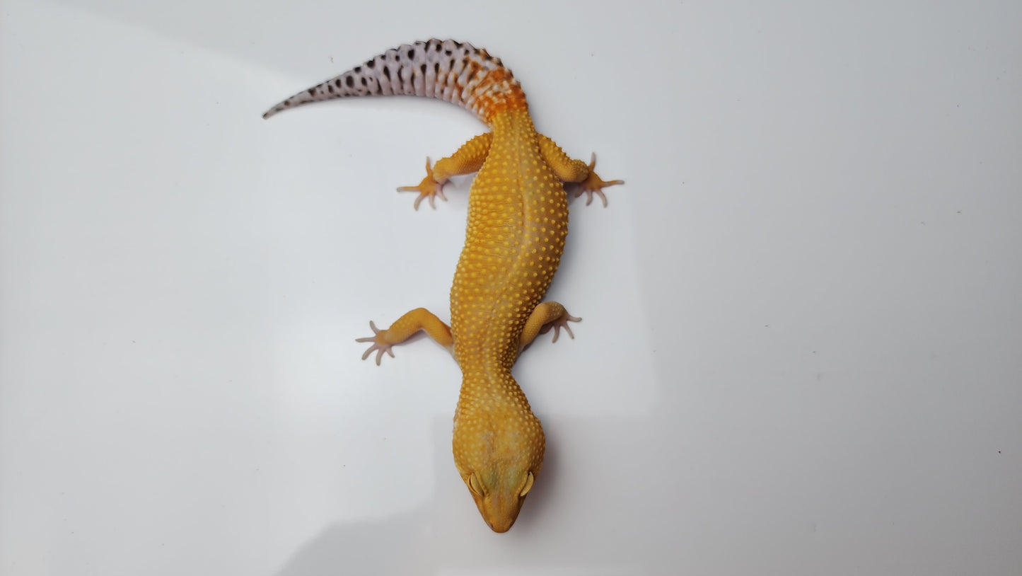 Female Super Hypo Mandarin Tangerine Bold Emerine Cross Carrot Tail Leopard Gecko