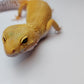 Female Super Hypo Mandarin Tangerine Bold Emerine Cross Carrot Tail Leopard Gecko