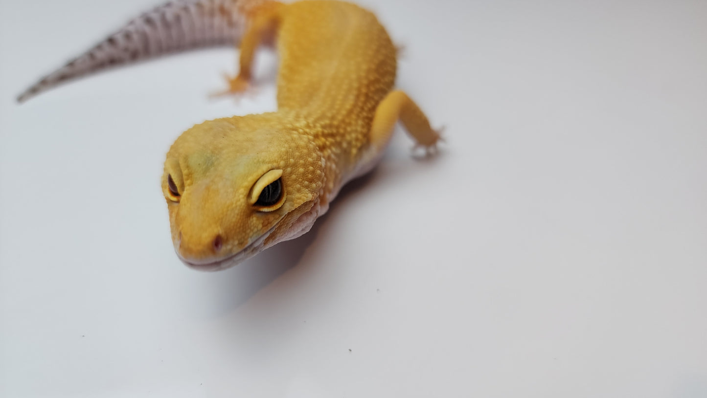 Female Super Hypo Mandarin Tangerine Bold Emerine Cross Carrot Tail Leopard Gecko