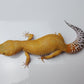 Female Super Hypo Mandarin Tangerine Bold Emerine Cross Carrot Tail Leopard Gecko