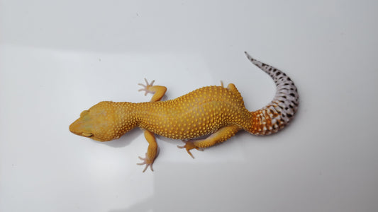 Female Super Hypo Mandarin Tangerine Bold Emerine Cross Carrot Tail Leopard Gecko