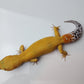 Female Super Hypo Baldy Blood Tangerine Bold Cross Carrot Tail Leopard Gecko