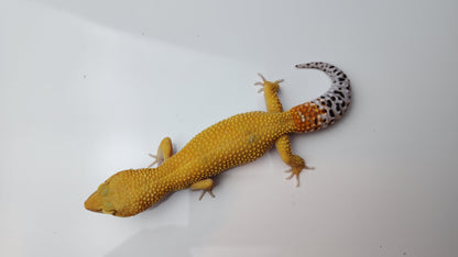 Female Super Hypo Baldy Blood Tangerine Bold Cross Carrot Tail Leopard Gecko