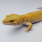 Female Super Hypo Baldy Blood Tangerine Bold Cross Carrot Tail Leopard Gecko