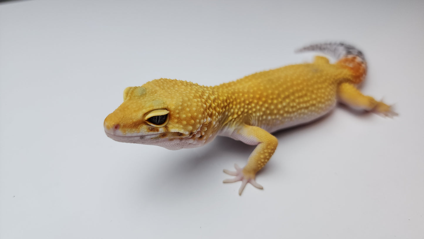 Female Super Hypo Baldy Blood Tangerine Bold Cross Carrot Tail Leopard Gecko