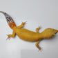 Female Super Hypo Baldy Blood Tangerine Bold Cross Carrot Tail Leopard Gecko