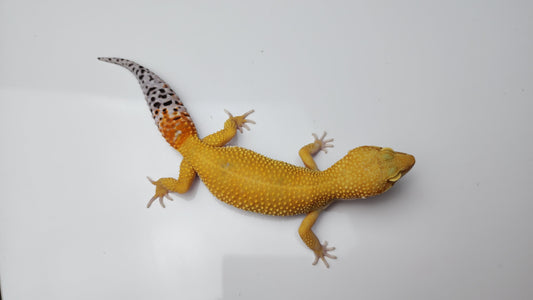 Female Super Hypo Baldy Blood Tangerine Bold Cross Carrot Tail Leopard Gecko